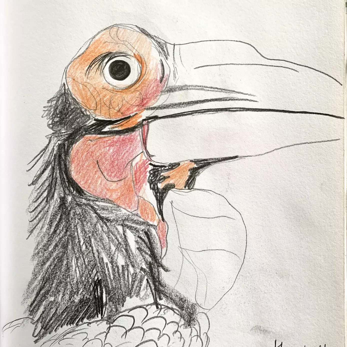 A coloured pencil sketch of a hornbill bird. He has a huge beak, going off the page, a big round eye, and red skin around his eye and beak. 
